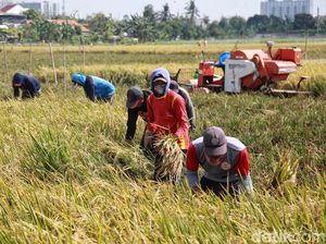 Langka! Ada yang Panen Padi di Jakarta