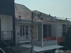 Warga Depok Ketakutan hingga Kunci Rumah Saat Diserbu Gerombolan Monyet