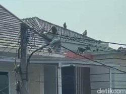 Viral Puluhan Monyet Serbu Perumahan di Depok, Jalan-jalan di Genting