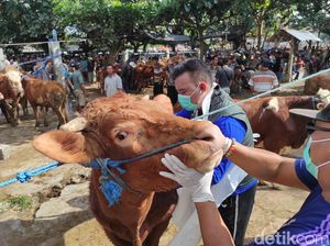 Jangan Dibuang! Begini Tips Membersihkan Kepala Sapi Sebelum Diolah Jangan Dibuang! Begini Tips Membersihkan Kepala Sapi Sebelum Diolah