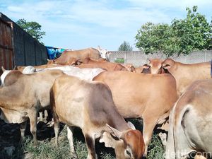 Segini Harga Sapi untuk Kurban di Medan