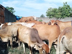 8 Hikmah Menyembelih Hewan Kurban, Tak Hanya Ungkapan Syukur