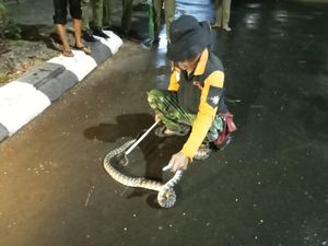 Mak Tratap! Ular Piton Nyelonong Masuk ke Pendapa Kudus