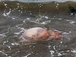 Merinding! Ubur-ubur Raksasa Terdampar di Pantai