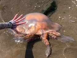 Heboh Ubur-ubur Raksasa, Lebih Besar dari Ban Mobil