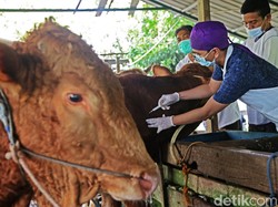 DKKP Surabaya Gelontor 600 Vaksin LSD dan 4.500 PMK ke Hewan Ternak