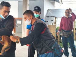 Stok Vaksin Lagi Kosong, Kasus Rabies di Tabanan Bertambah