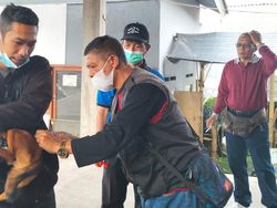 Stok Vaksin Lagi Kosong, Kasus Rabies di Tabanan Bertambah