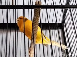 Budi Daya Burung Kenari: Jantan-Betina 4 Hari Bersama di Kamar Pengantin