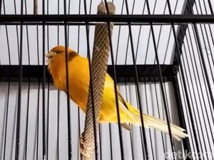 Budi Daya Burung Kenari: Jantan-Betina 4 Hari Bersama di Kamar Pengantin Budi Daya Burung Kenari: Jantan-Betina 4 Hari Bersama di Kamar Pengantin