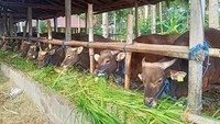 Pembagian Daging Kurban, Ini Tata Caranya yang Benar