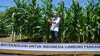Ini Dia Jagung Bioteknologi Pertama di Indonesia