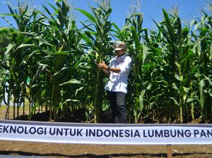 Ini Dia Jagung Bioteknologi Pertama di Indonesia