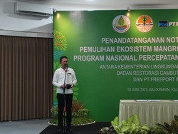 Targetkan Tanam 10 Ribu Ha Mangrove hingga 2041, Apa Jurus Freeport?