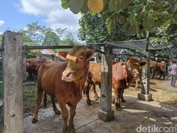 3 Syarat Hewan Kurban yang Harus Terpenuhi Agar Sah