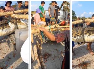 Beredar Video Perut Buaya Dibelah Isi Jasad Manusia di Bangka, Ini Faktanya Beredar Video Perut Buaya Dibelah Isi Jasad Manusia di Bangka, Ini Faktanya