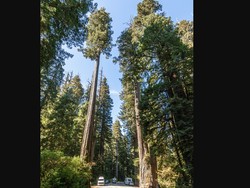 Misteri di Balik Pohon Raksasa Tertinggi di Dunia