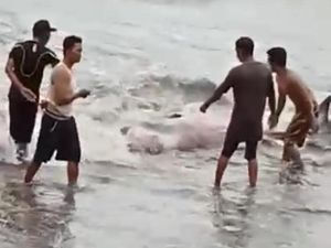 Heboh! Paus Terdampar di Pantai Bengkulu Utara
