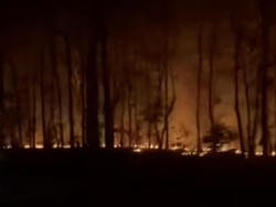 Hutan Baluran di Tepi Jalur Pantura Situbondo Terbakar