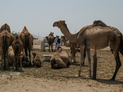 Bukan Cuma Manusia, Unta di Arab Saudi Kini Punya Paspor