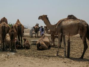 Sudah Pernah Lihat Peternakan Susu Unta? Nih Penampakannya Sudah Pernah Lihat Peternakan Susu Unta? Nih Penampakannya