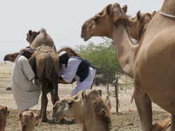 Minum Air Kencing Unta Disebut Bisa Obati Sakit Perut, Ini Haditsnya