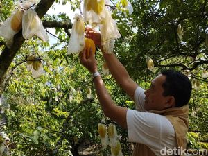 Asyiknya Petik Buah Belimbing Sepuasnya di Agrowisata Karangsari Kota Blitar
