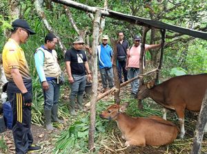 Terjawab Penyebab Sapi Milik Warga Ban Karangasem Mati Mendadak