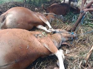 3 Sapi Warga Ban Karangasem Mati Mendadak, Sempat Kejang-Mulut Berbusa 3 Sapi Warga Ban Karangasem Mati Mendadak, Sempat Kejang-Mulut Berbusa