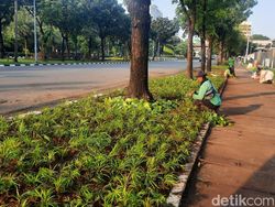 Tak Ada Lagi Kawat Duri, Trotoar Depan Kedubes AS Dihiasi Sirih Gading