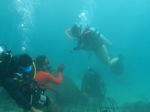 Nikmati Sensasi Jadi Ortu Asuh Koral Sambil Scuba Diving di Tanjung Benoa Nikmati Sensasi Jadi Ortu Asuh Koral Sambil Scuba Diving di Tanjung Benoa