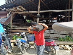 5.000 Babi di Toraja Utara Mati Terjangkit Virus ASF, Pemkab Mulai Kewalahan