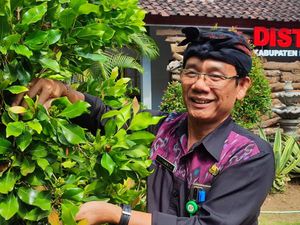 Distan Buleleng Kembangkan Cengkih Sambung, Solusi di Lahan Kering Distan Buleleng Kembangkan Cengkih Sambung, Solusi di Lahan Kering