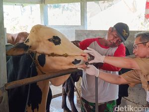 Pemkab Banyumas Temukan Sapi Kurban Belum Dewasa di Peternak: Jangan Dibeli