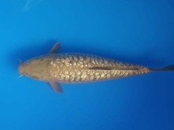 Cara Denny Angkat Harkat Ikan Koi Aragoke dari Jepang