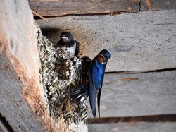 Jangan Dibuang! Kotoran Burung Walet Bisa Diolah Jadi Pupuk Kompos