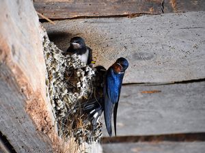 Mengapa Burung Memiliki Perilaku Suka Menyerang Jendela? Ternyata karena Ini Mengapa Burung Memiliki Perilaku Suka Menyerang Jendela? Ternyata karena Ini
