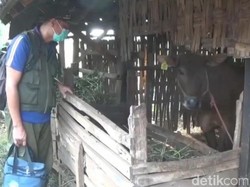 Jelang Lebaran Kurban, Sapi di Bangkalan Bentol-bentol Terjangkit Virus LSD