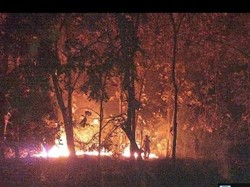 Api Bisa Dipadamkan, Penyebab Kebakaran Hutan Baluran Masih Diselidiki