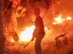 Luas Hutan Baluran Situbondo yang Terbakar Capai 1,9 Hektare