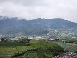 Solok Siap Jadi Pemasok Bawang Merah Terbesar di Sumatera