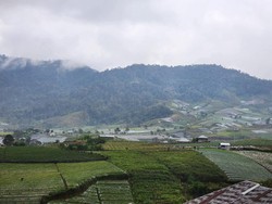 Solok Siap Jadi Pemasok Bawang Merah Terbesar di Sumatera