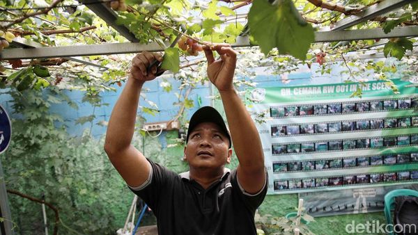 Keren! Tempat Pembuangan Sampah Disulap Jadi Urban Farming