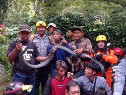King Cobra Dilepas ke Air Terjun Bikin Resah, Akhirnya Ditangkap Lagi