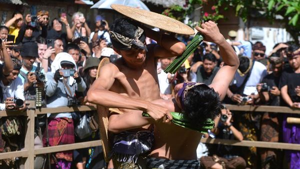 Melihat Aksi Perang Pandan Berduri di Bali