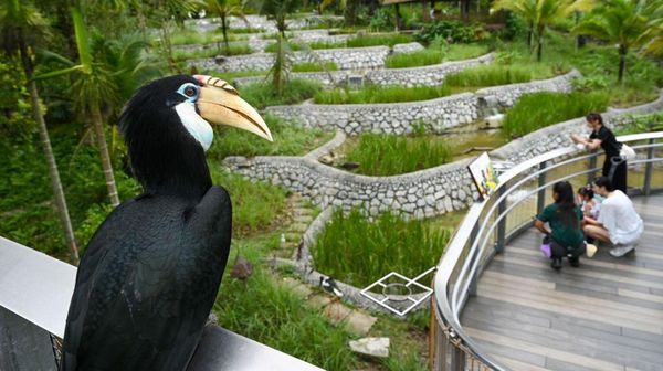 Mengunjungi Bird Paradise Singapura, Rumah Bagi 3.500 Burung