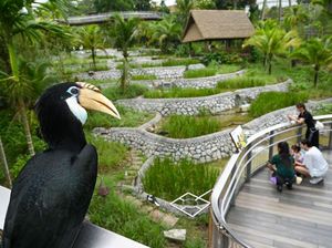 Mengunjungi Bird Paradise Singapura, Rumah Bagi 3.500 Burung