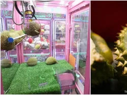 Cuma Rp 11 Ribu, Bisa Bawa Pulang Durian dari Mesin Capit!
