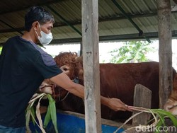 RPH-DMI Surabaya Diskon Takmir Masjid Beli dan Jasa Potong Hewan Kurban