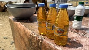 Berkunjung ke Peternakan Unta di Hudaibiyah, Jual Susu dan Kencing Unta